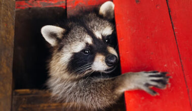 San Francisco roommates heard scratching in bedroom walls, then learned a raccoon had given birth