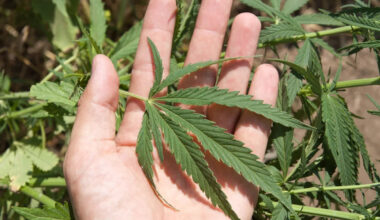 California homeowner asked if cannabis plants were allowed, then got hit with $48,750 in HOA fines