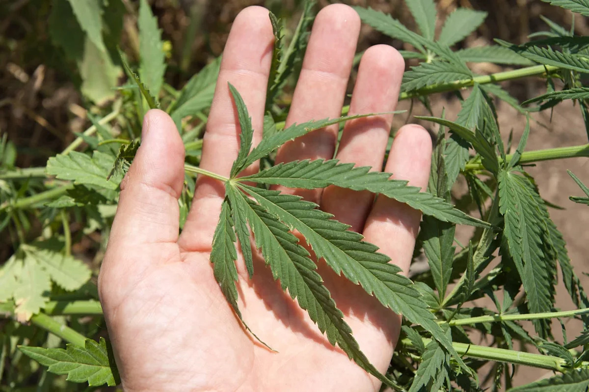 California homeowner asked if cannabis plants were allowed, then got hit with $48,750 in HOA fines