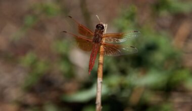 Unusual dragonfly swarms sweep across California after warm spring rains