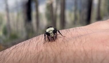 California Wildlife Employee 'BeeFriends' Insect in Cute Video