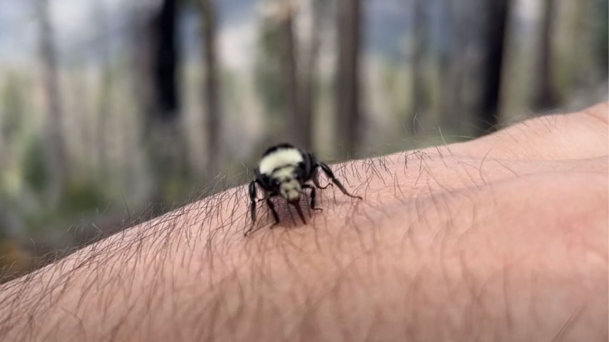 California Wildlife Employee 'BeeFriends' Insect in Cute Video