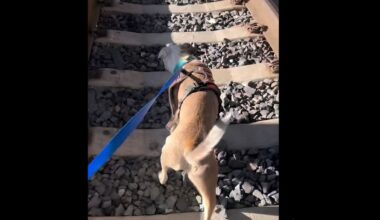 A Lost Dog Miraculously Survives Nearly 2 Days in San Francisco Train Tunnel