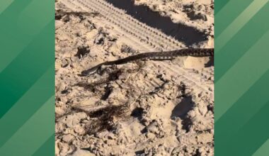 Viper Found in a Common California Area Ruined This Man's Day