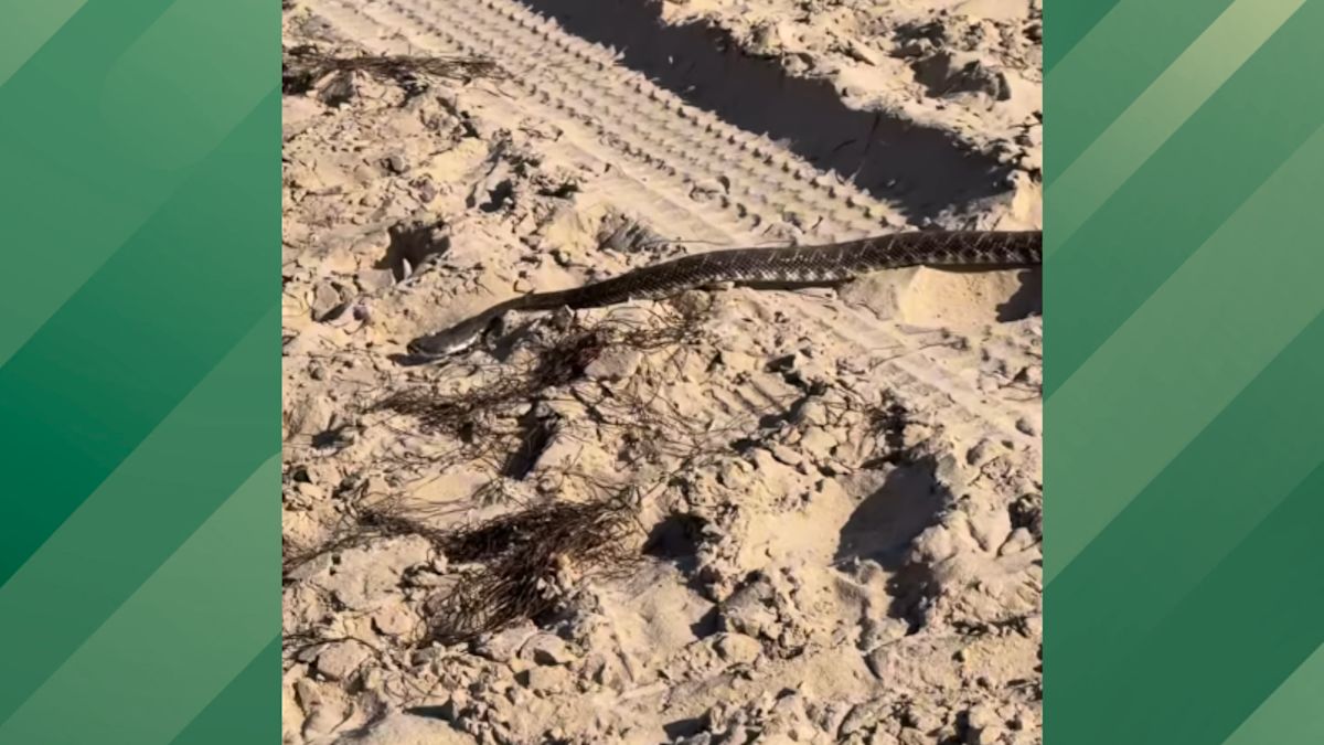 Viper Found in a Common California Area Ruined This Man's Day