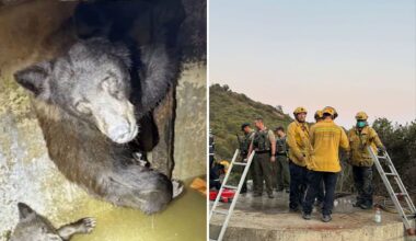 Mother bear and three cubs found trapped in bizarre spot in California