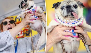 Rescue pug who escaped South Korea’s dog meat trade crowned ‘World’s Ugliest Dog’ in California