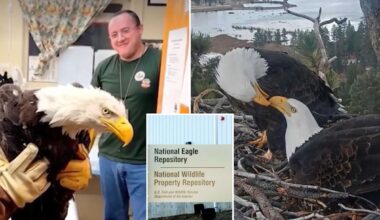 Native tribes inherit remains of California’s celebrity eagle as fans turn on each other: ‘People get too involved’
