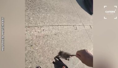 California Man Risks Rush-Hour Traffic to Rescue Tiny Baby Possum on Freeway