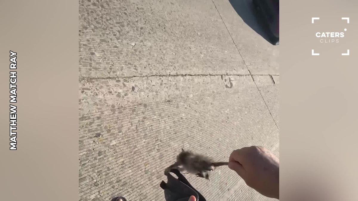 California Man Risks Rush-Hour Traffic to Rescue Tiny Baby Possum on Freeway