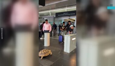 Passengers Stop to Meet an Unusual Visitor at San Francisco International Airport