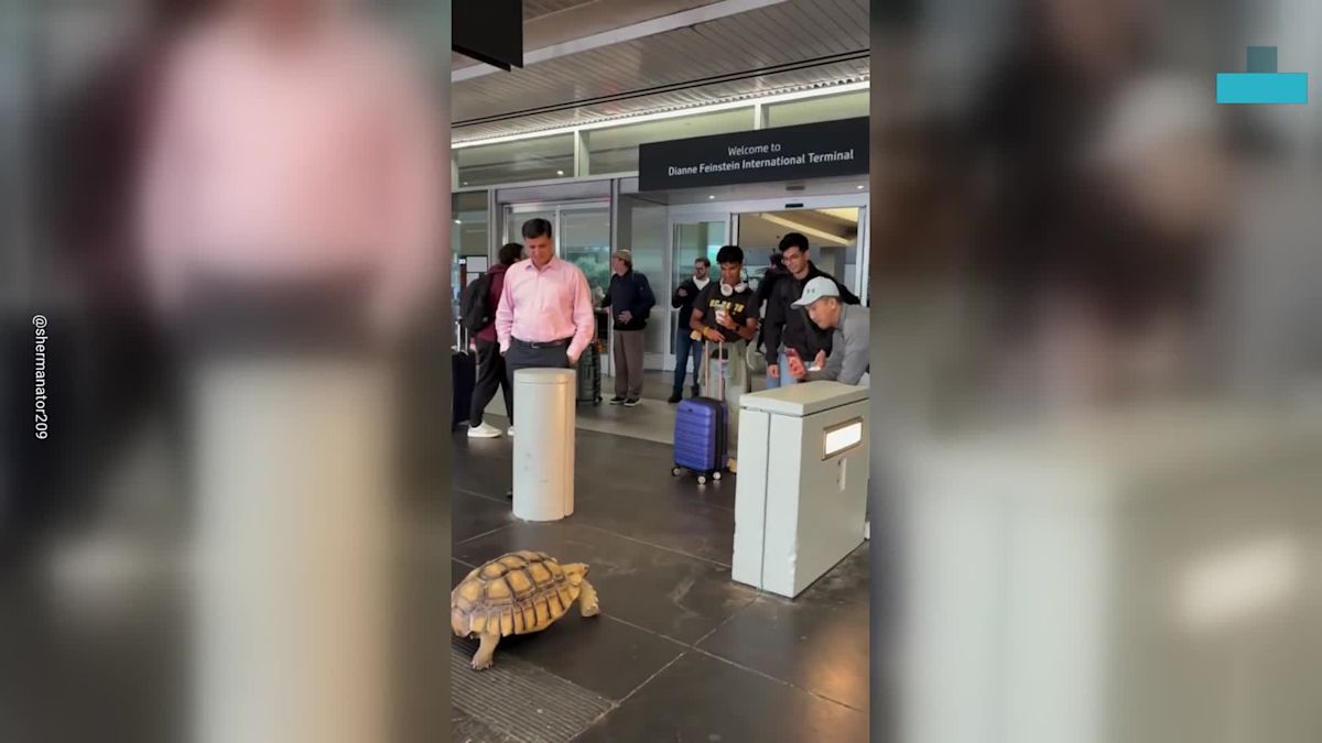Passengers Stop to Meet an Unusual Visitor at San Francisco International Airport