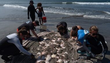 Soaring stingray numbers off California beaches drive record injuries