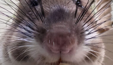 Tiny detectives arrive at Sacramento Zoo as crime-fighting rats make their debut
