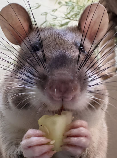 Tiny detectives arrive at Sacramento Zoo as crime-fighting rats make their debut