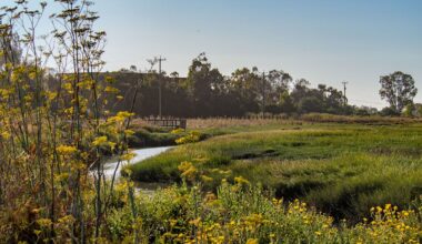 A new type of levee is taking root in Northern California