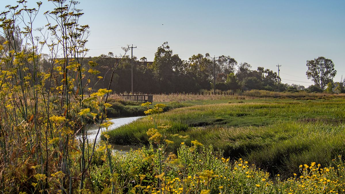 A new type of levee is taking root in Northern California