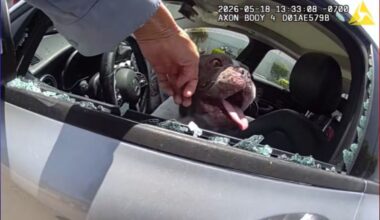 California Officer Smashes Car Window After Finding 5 Dogs Trapped Inside in Dangerous Heat