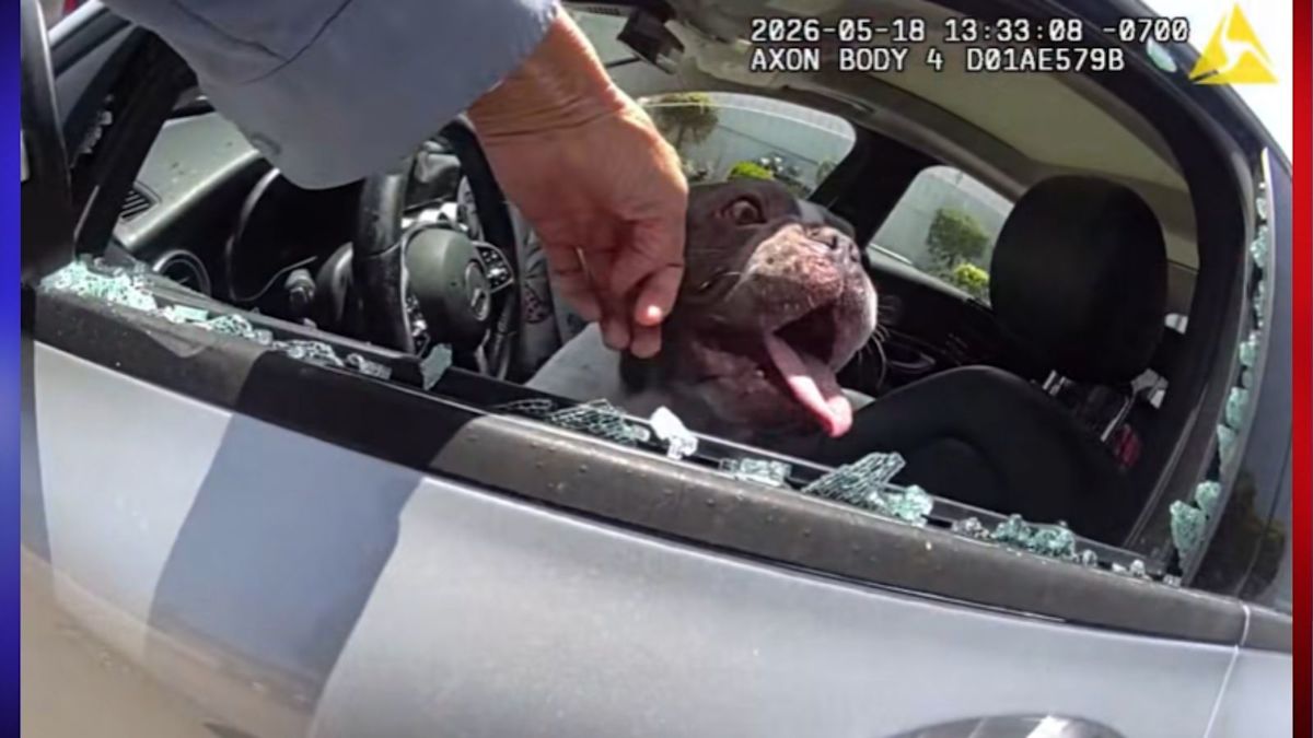 California Officer Smashes Car Window After Finding 5 Dogs Trapped Inside in Dangerous Heat