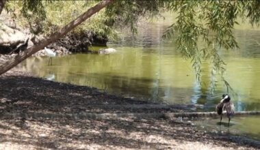 San Diego County continues Lindo Lake revitalization project
