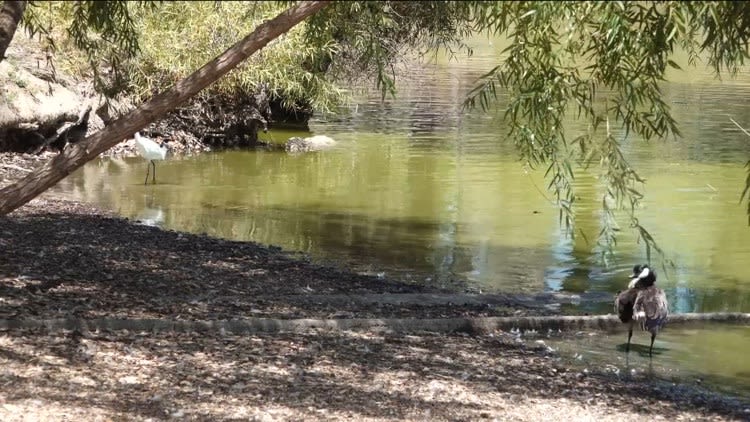 San Diego County continues Lindo Lake revitalization project