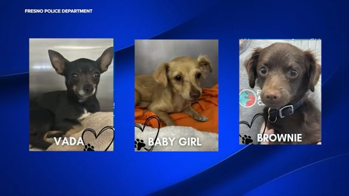 2 arrested after Fresno police rescue dogs that tested positive for multiple drugs