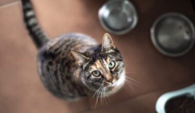 Cat café shut down for third time by San Diego County