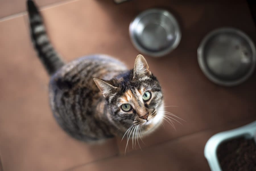 Cat café shut down for third time by San Diego County