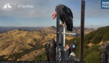 Critically endangered birds flock together atop California mountain