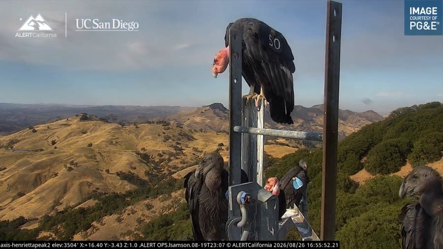 Critically endangered birds flock together atop California mountain