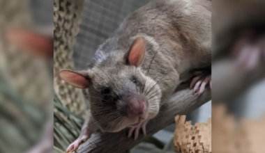 Sacramento Zoo welcomes 3 HeroRATs, unveils interactive habitat