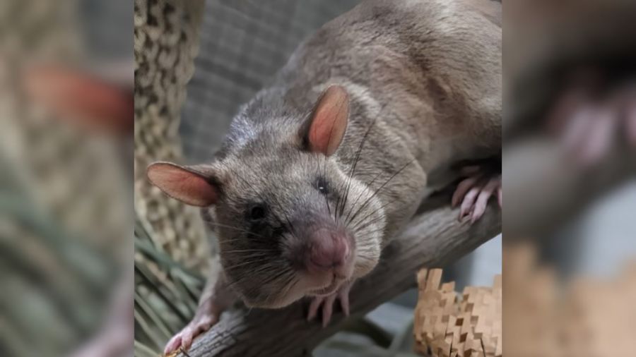 Sacramento Zoo welcomes 3 HeroRATs, unveils interactive habitat