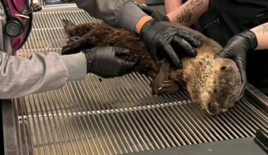 California river otter suffers brain injury in hit-and-run strike