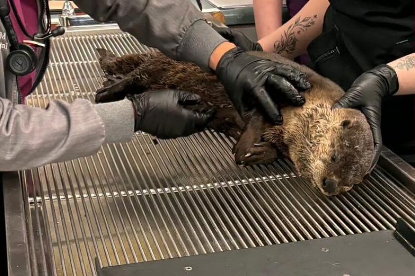 California river otter suffers brain injury in hit-and-run strike