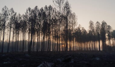 France's wildfire nightmare echoes California's hard lessons on building in the woods