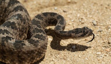 Man Spots Rattlesnake on a California Beach, and People Are Freaking Out