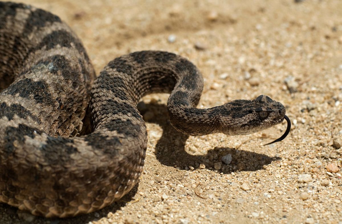 Man Spots Rattlesnake on a California Beach, and People Are Freaking Out