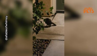 Hero Couple's Walk in California Takes Unexpected Turn After Injured Hawk Discovery