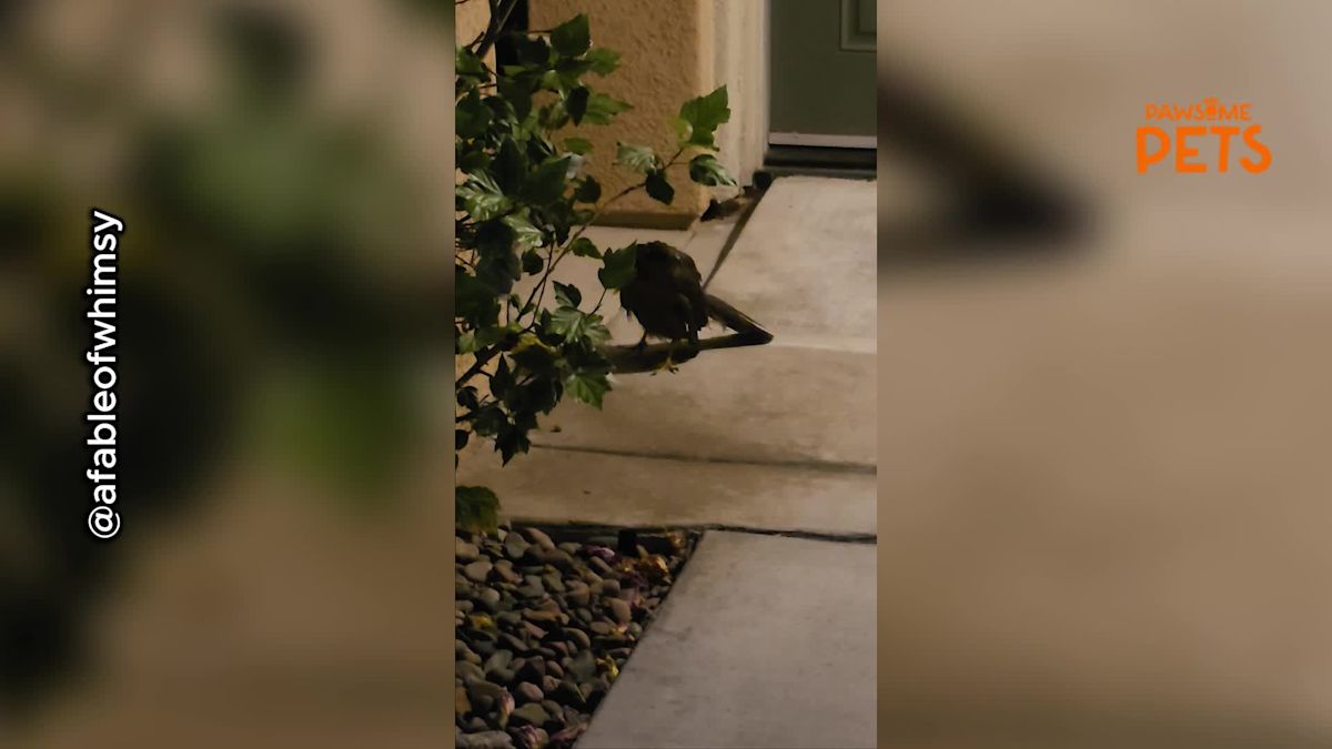 Hero Couple's Walk in California Takes Unexpected Turn After Injured Hawk Discovery
