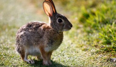 California City Bans Feeding Feral Cats to Save an Endangered Rabbit Found Nowhere Else on Earth