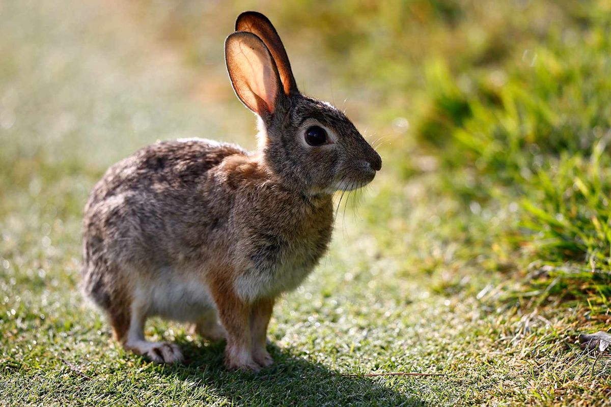 California City Bans Feeding Feral Cats to Save an Endangered Rabbit Found Nowhere Else on Earth