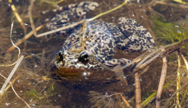 Over 10,000 endangered mountain yellow-legged frogs are taking California by storm