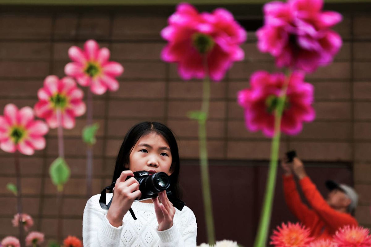 ‘Just mind-blowing': S.F.'s official flower celebrates 100th anniversary with dazzling color