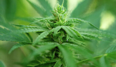 Canada surpasses California as largest cannabis market in the world