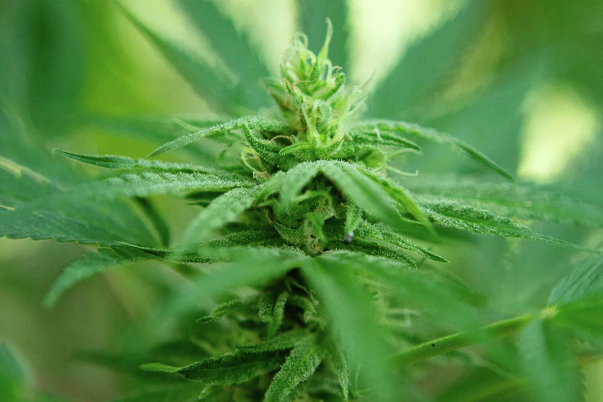 Canada surpasses California as largest cannabis market in the world