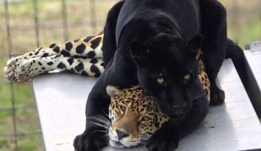 Jaguar dies from rattlesnake bite in first for California cat sanctuary