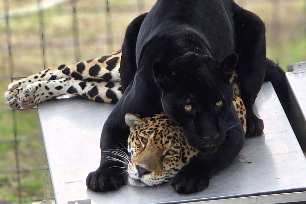 Jaguar dies from rattlesnake bite in first for California cat sanctuary
