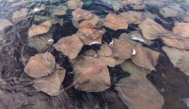 Southern California's warm-water surge sends stingray stings climbing at crowded beaches