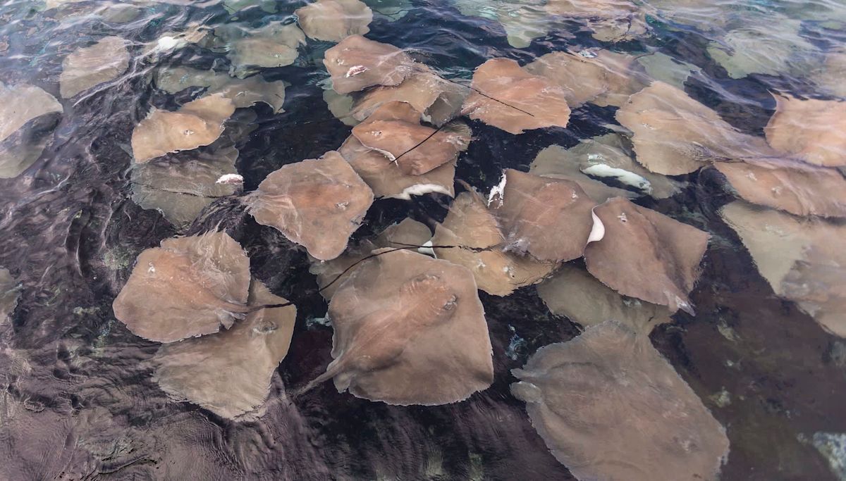 Southern California's warm-water surge sends stingray stings climbing at crowded beaches