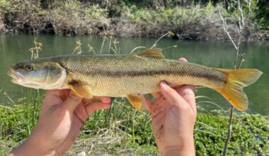 Northern California anglers can win cash for catching an invasive fish in the Eel River
